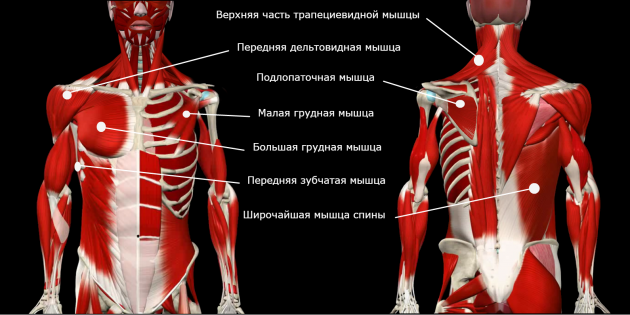 коррекция осанки: жёсткие мышцы